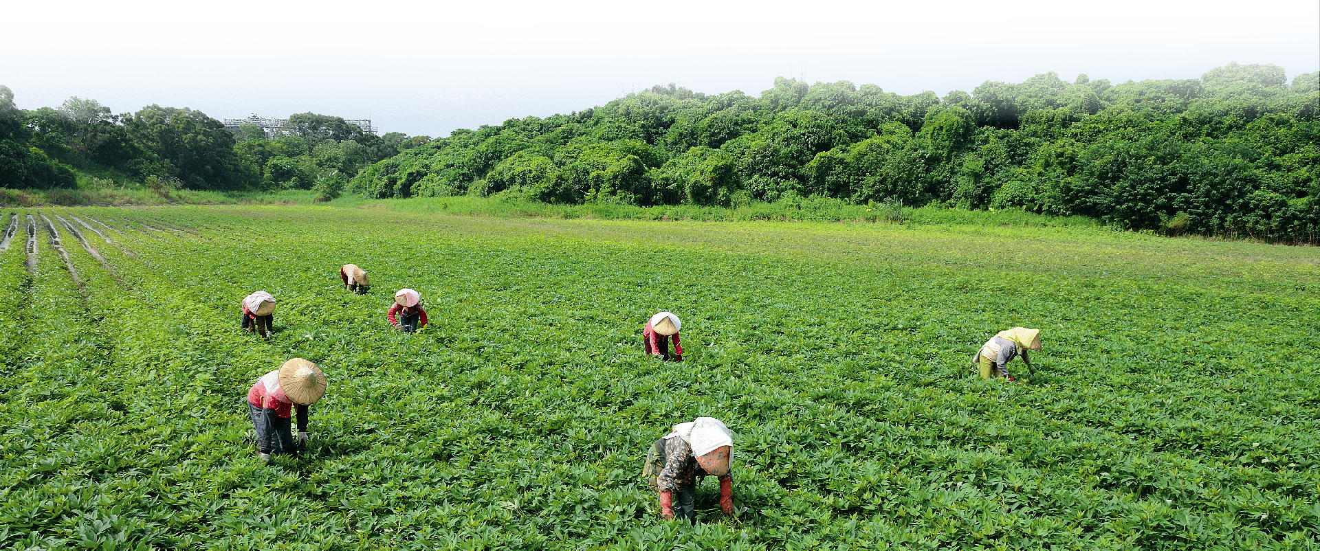 地瓜湯品食譜,地瓜甜湯,地瓜料理食譜,地瓜食譜,蒸地瓜,地瓜圓,冰烤地瓜,地瓜料理食譜-瓜瓜園,地瓜食譜-瓜瓜園